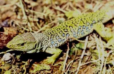 Ocellated lizard About the Ocellated lizard in France