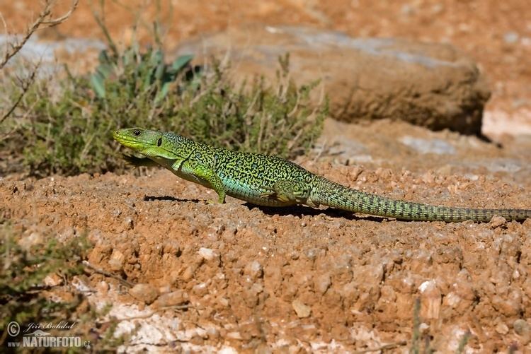 Ocellated lizard Ocellated Lizard Pictures Ocellated Lizard Images NaturePhoto