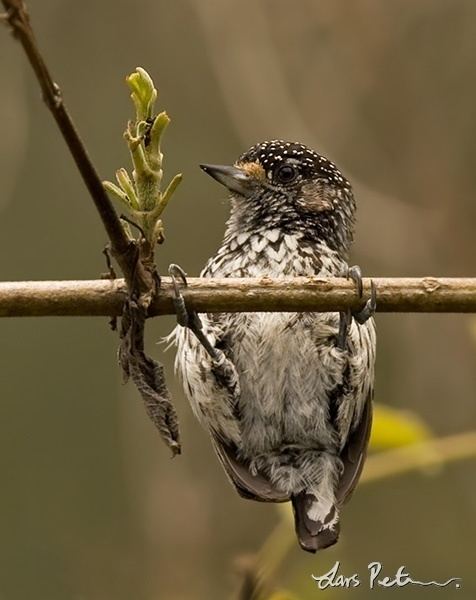 Ocellated piculet Ocellated Piculet Birds of Southern Peru Bird images from