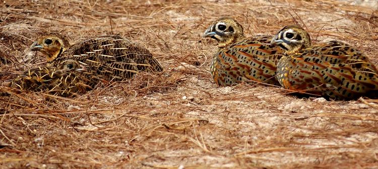 Ocellated quail Ocellated Quail Honduran Birds