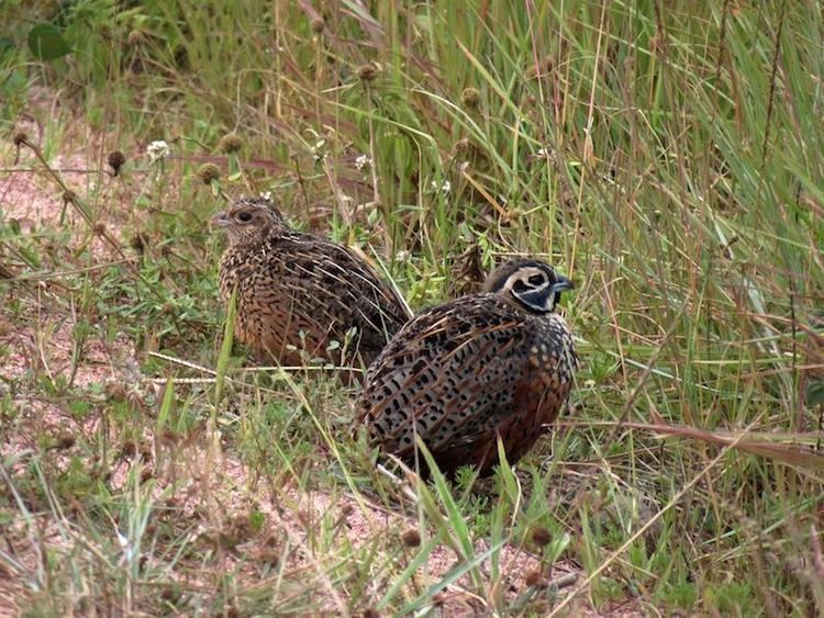 Ocellated quail Ocellated Quail Cyrtonyx ocellatus A pair of Ocellated Quail