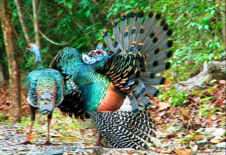Ocellated turkey Ocellated Turkey Hunts