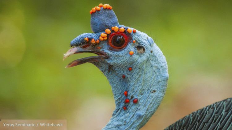 Ocellated turkey Meet the Ocellated Turkey Cool Green Science