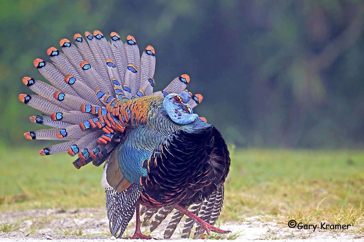 Ocellated turkey 1000 images about Ocellated turkey on Pinterest Turkey Maya and