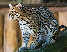 Ocelot httpsuploadwikimediaorgwikipediacommonsthu