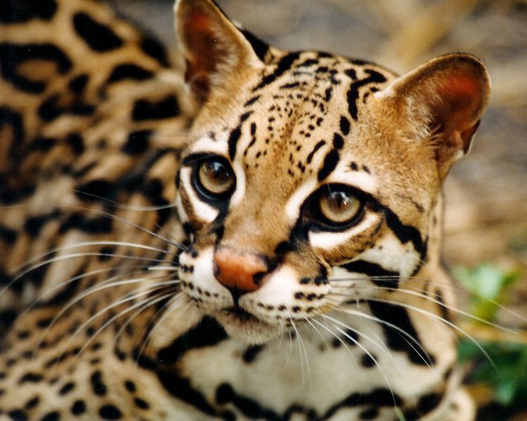 Ocelot Ocelot Facts History Useful Information and Amazing Pictures