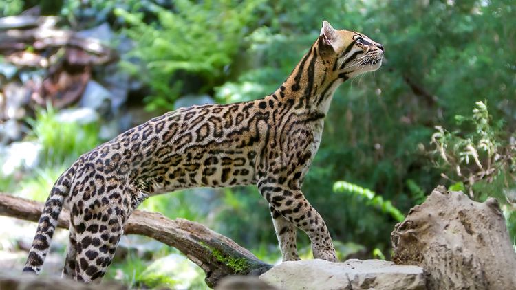 Ocelot Ocelot Facts and Pictures