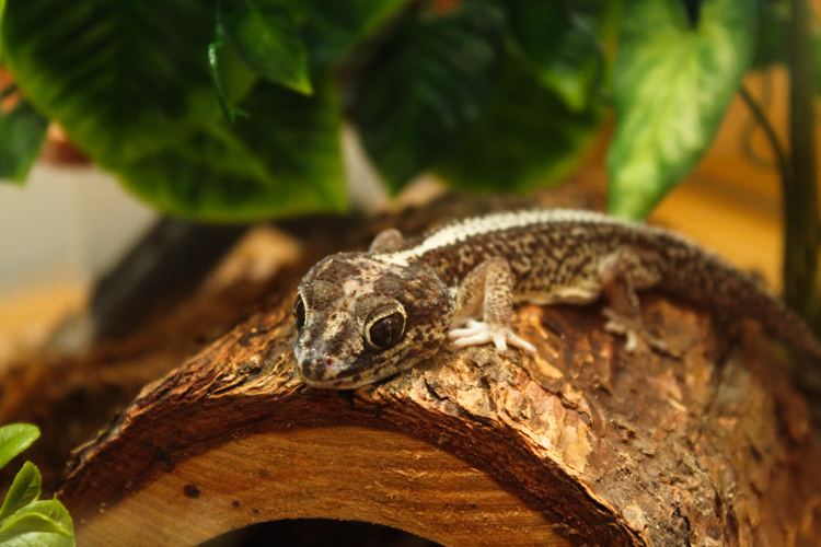 Ocelot gecko How to Care For The Madagascar Ground Gecko