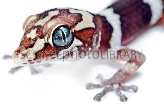 Ocelot gecko Ocelot gecko Stock Image C0216026 Science Photo Library