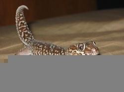 Ocelot gecko Ocelot Geckos Reptile and Amphibians