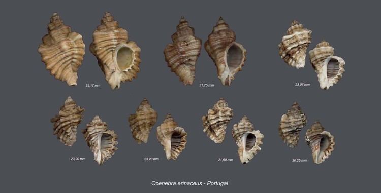 Ocenebra erinaceus Shells Collection