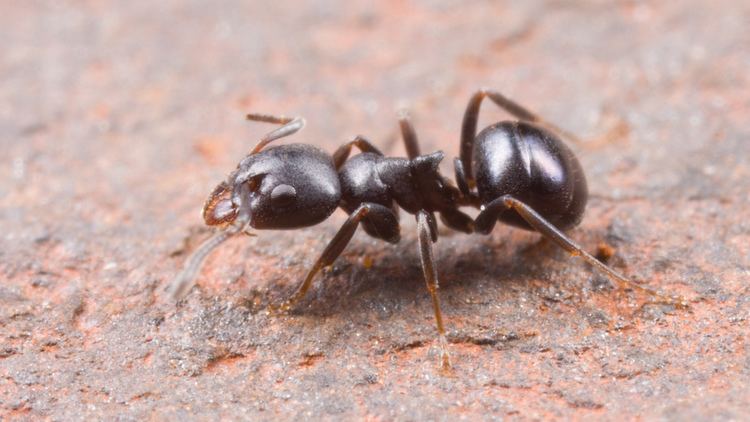 Ochetellus Ochetellus flavipes A tiny 2mm O flavipes worker found Flickr