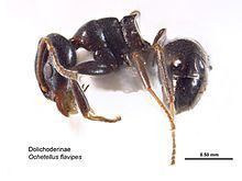Ochetellus flavipes httpsuploadwikimediaorgwikipediacommonsthu