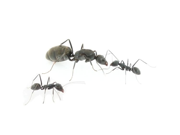 Ochetellus glaber ANTSTORE Ameisenshop Ameisen kaufen Ochetellus glaber