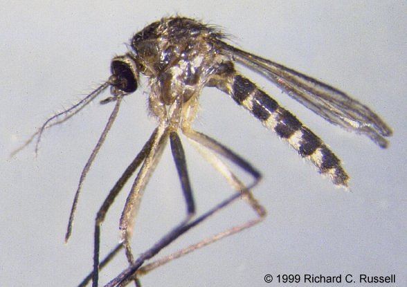 Ochlerotatus Mosquito Photographs Ochlerotatus