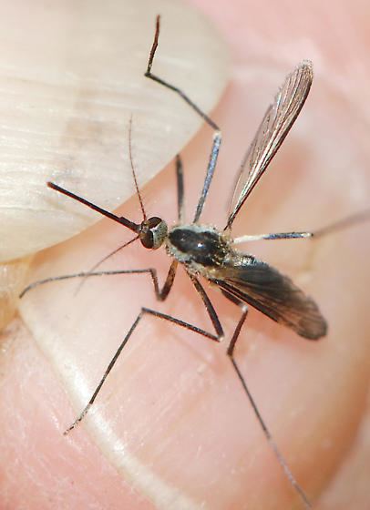 Ochlerotatus triseriatus mosquito Ochlerotatus triseriatus Ochlerotatus hendersoni
