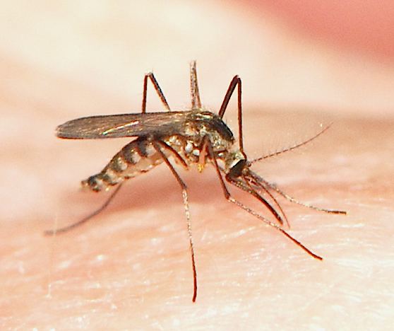 Ochlerotatus triseriatus mosquito biting 1 Ochlerotatus triseriatus BugGuideNet