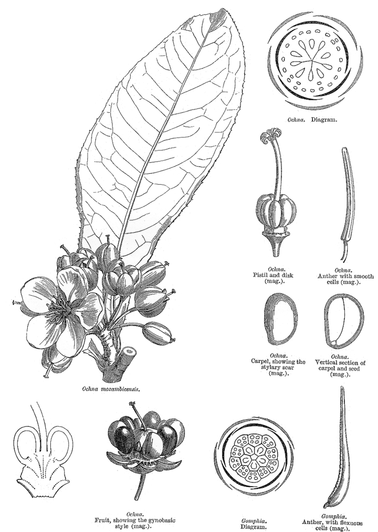 Ochnaceae deltaintkeycomangioimagesochna330gif