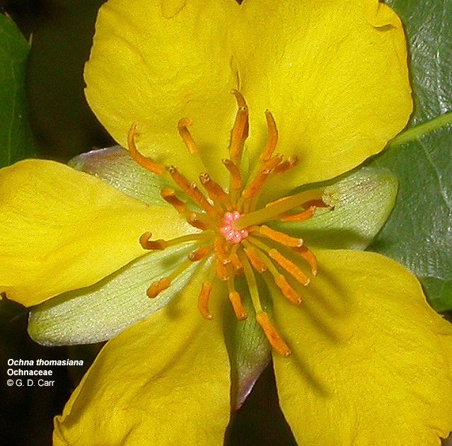 Ochnaceae Flowering Plant Families UH Botany