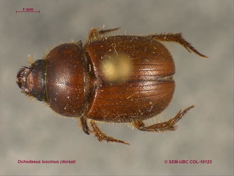 Ochodaeidae Ochodaeidae