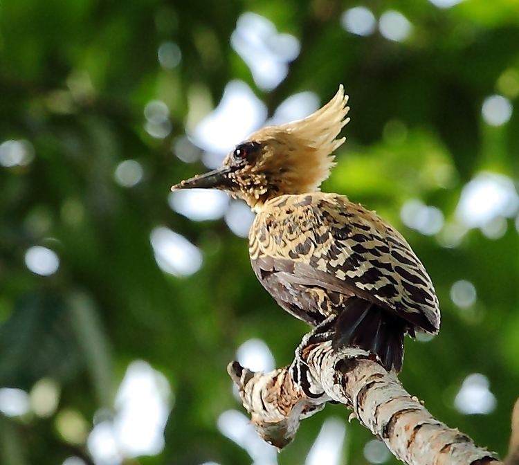 Ochre-backed woodpecker