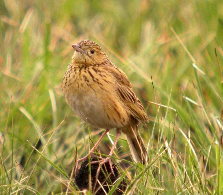 Ochre-breasted pipit wwwhbwcomsitesdefaultfilesstylesibc1kpubl