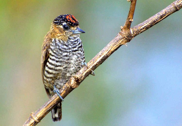 Ochre-collared piculet 1000 images about Piculets on Pinterest Passerine Birds and