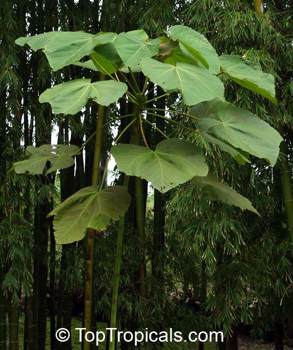 Ochroma Ochroma pyramidale Ochroma lagopus Balsa TopTropicalscom