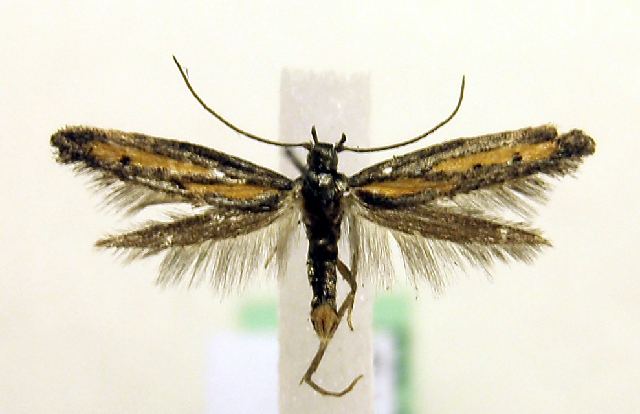 Ochromolopis ictella