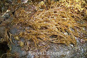 Ochrophyta Division Ochrophyta Brown Seaweeds