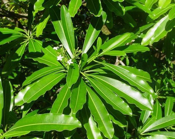 Ochrosia borbonica Arbres et arbustes de La Runion Ochrosia borbonica Gmel
