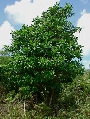 Ochrosia Ochrosia oppositifolia Useful Tropical Plants