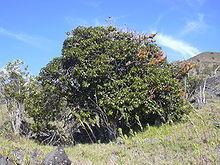 Ochrosia haleakalae httpsuploadwikimediaorgwikipediacommonsthu