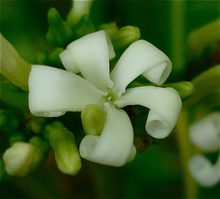 Ochrosia oppositifolia Ochrosia oppositifolia Images Useful Tropical Plants