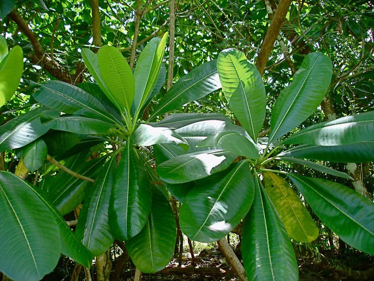 Ochrosia oppositifolia Ochrosia oppositifolia Images Useful Tropical Plants