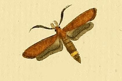 Ochsenheimeria bubalella