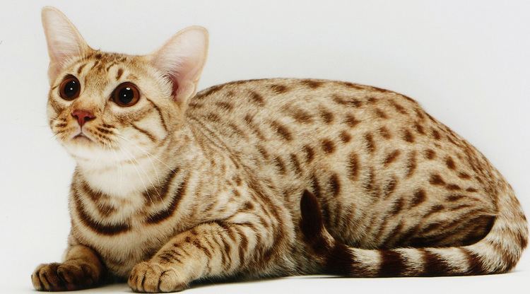 Ocicat Ocicat History Personality Appearance Health and Pictures