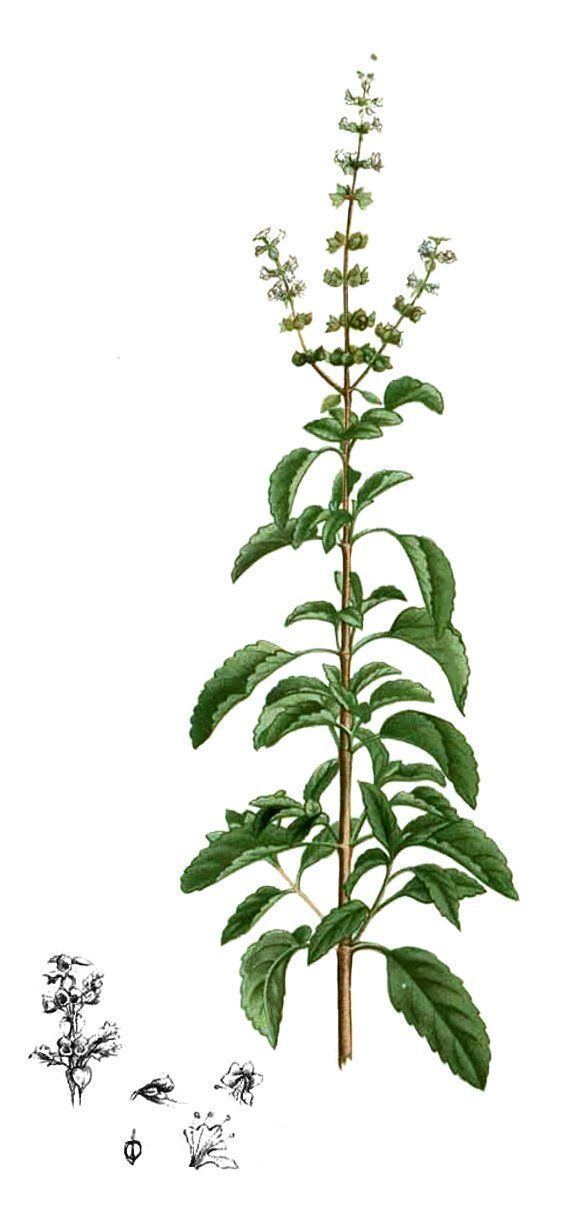 Ocimum tenuiflorum 1000 ideas about Ocimum Tenuiflorum on Pinterest Medicinal plants