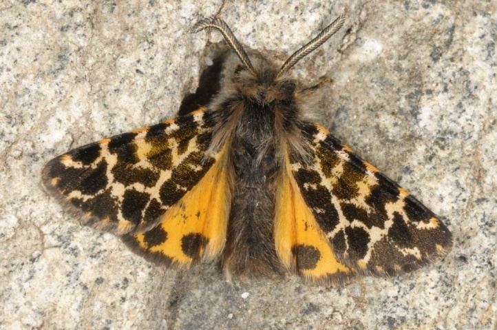 Ocnogyna European Lepidoptera and their ecology Ocnogyna corsica