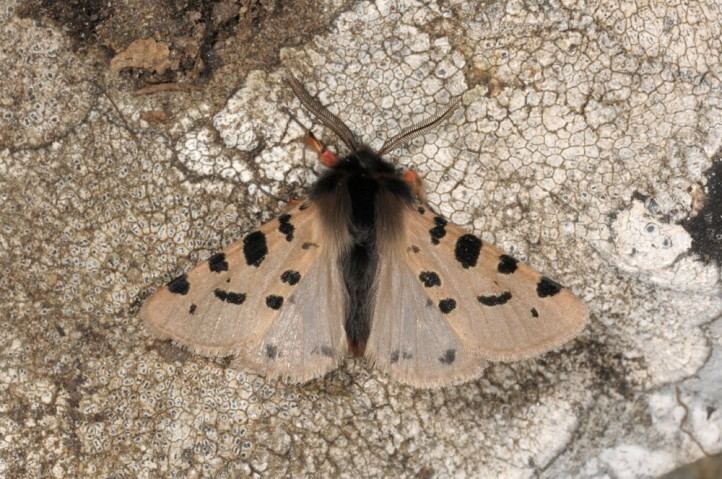 Ocnogyna European Lepidoptera and their ecology Ocnogyna zoraida