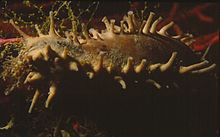 Ocnus (sea cucumber) httpsuploadwikimediaorgwikipediacommonsthu
