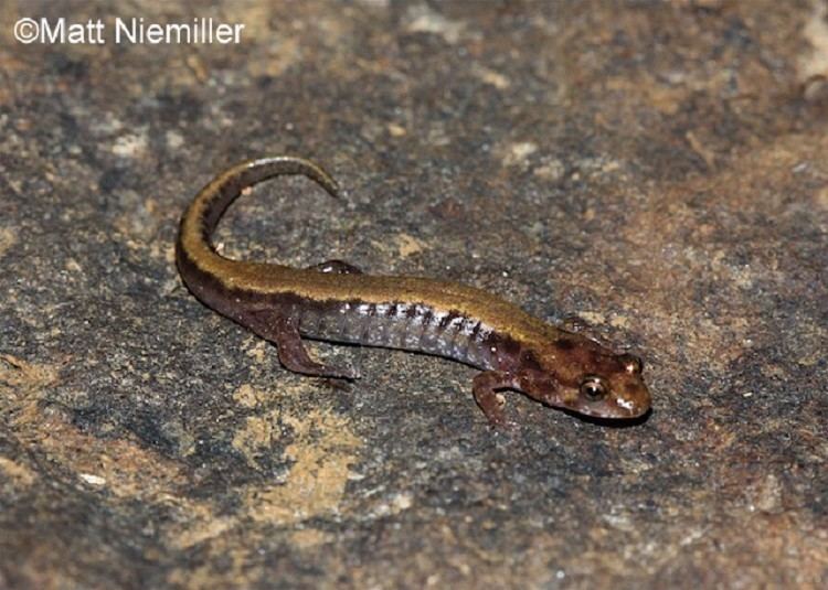 Ocoee salamander Tennessee Watchable Wildlife Ocoee Salamander