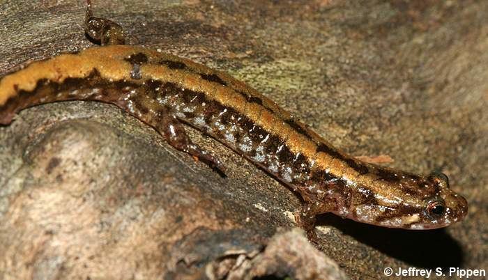Ocoee salamander Salamander Desmognathus ocoee