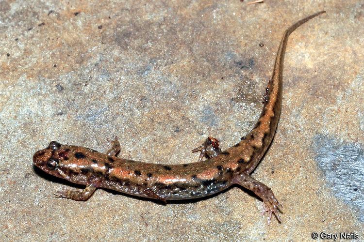 Ocoee salamander Ocoee Salamander Desmognathus ocoee