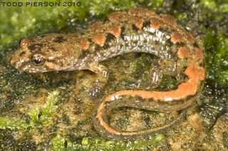 Ocoee salamander Desmognathus ocoee Ocoee Salamander Discover Life