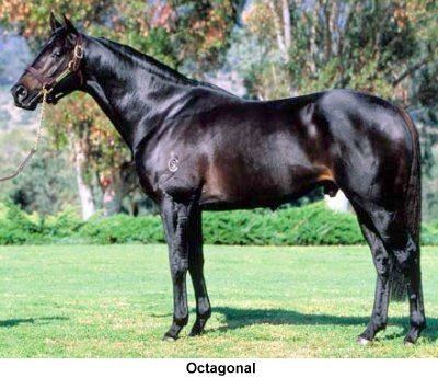 Octagonal (horse) Virtual Form Guide View Stallion