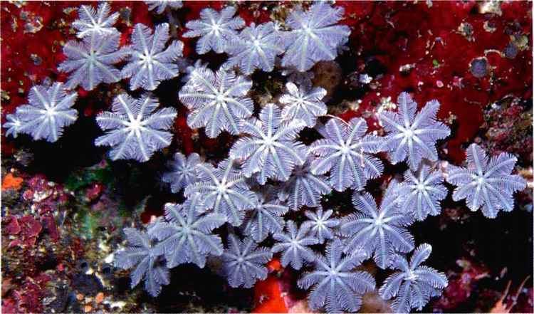 Octocorallia The Biology of Soft Corals Natural Habitat gibell Aquarium Society