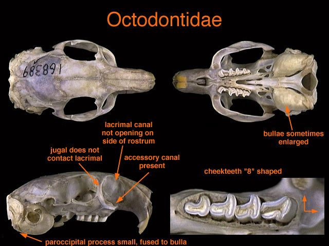 Octodontidae ADW octodontidaejpg