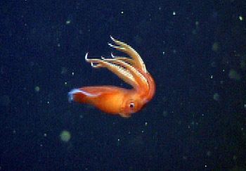 Octopoteuthis deletron MBARI Collecting squids and the oxygen minimum zone