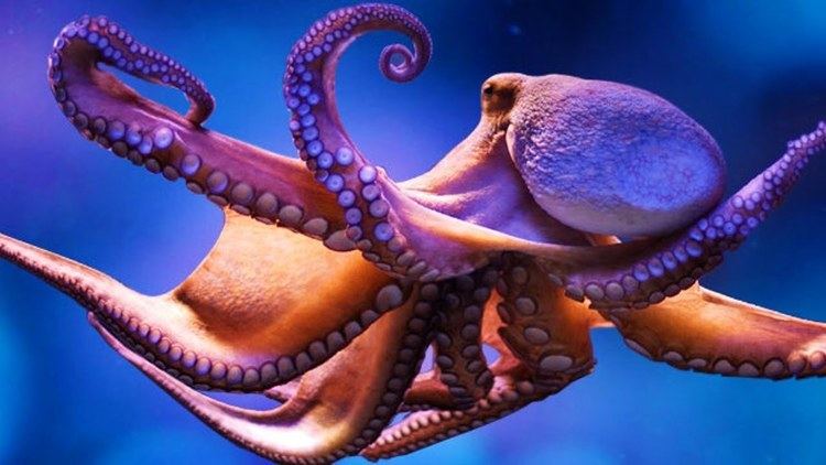Octopus httpsiytimgcomviepbJi35lzEsmaxresdefaultjpg